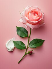 A single blooming rose with a dollop of cream on its side, symbolizing beauty and skincare harmony