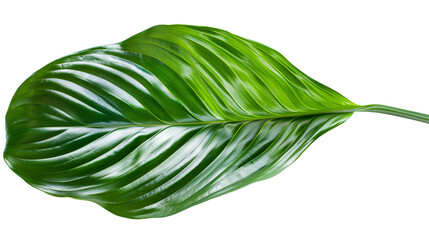 A close-up of a Peace Lily leaf with its glossy texture, isolated on transparent background