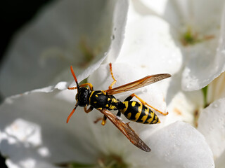 Macro European paper wasp (Polistes dominula) on white geranium flower seen from above