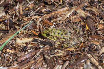 Marsh frog sits in lake and watches close-up. Green toad species of tailless amphibians of family ranidae. Single reptile of pelophylax ridibundus common in water. Portrait wet wild animal in pond.