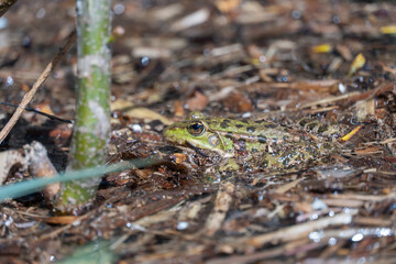 Marsh frog sits in lake and watches close-up. Green toad species of tailless amphibians of family ranidae. Single reptile of pelophylax ridibundus common in water. Portrait wet wild animal in pond.