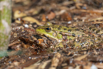 Marsh frog sits in lake and watches close-up. Green toad species of tailless amphibians of family...