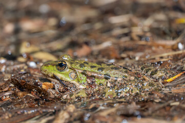 Marsh frog sits in lake and watches close-up. Green toad species of tailless amphibians of family ranidae. Single reptile of pelophylax ridibundus common in water. Portrait wet wild animal in pond.