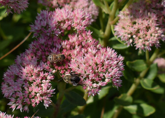 Two bees collecting pollen on pink flower 