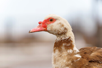 Muscovy ducks standing next to each other on a farm, selective focus