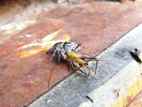 Captura de um grilo por uma aranha