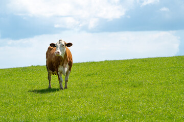 Simplistic picture of a cow on the meadow under the cloudy sky