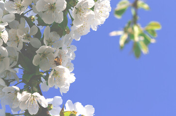 Spring flowering of fruit trees. Photo of beautiful white flowers on a tree in early spring against a blue sky background