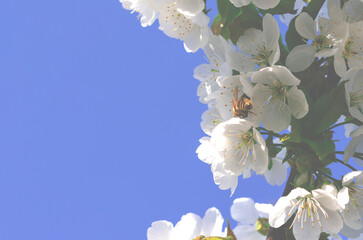 Spring flowering of fruit trees. Photo of beautiful white flowers on a tree in early spring against a blue sky background