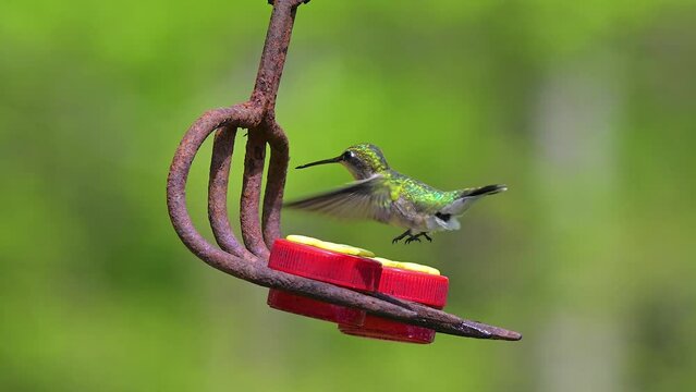 Spring in Upstate NY brings warmer temperatures and Hummingbirds.  Fist week of May the Hummingbirds arrive in Windsor in Upstate NY like clockwork.  Slow Motion Video of bird hovering and feeding.