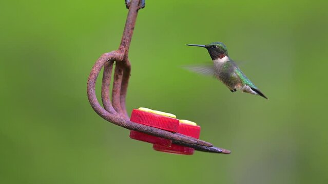Spring in Upstate NY brings warmer temperatures and Hummingbirds.  Fist week of May the Hummingbirds arrive in Windsor in Upstate NY like clockwork.  Slow Motion Video of bird hovering and feeding.