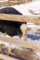 Ostriches standing in front of a building on an ostrich farm. Selective focus