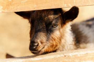 Close-up view of a curious goat surrounded by wooden fencing in a rustic pen.