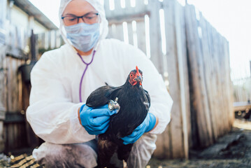 Veterinarian in protective gear, including face mask and gloves, conducts a health check on a...