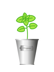 Oregano herb in silver metallic pot. Isolated on white background.