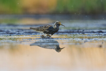 Ruff (Calidris pugnax) male feeding in the wetlands at dawn in summer.	