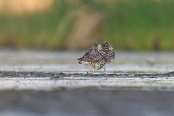 Ruff (Calidris pugnax) male resting in the wetlands in summer.	
