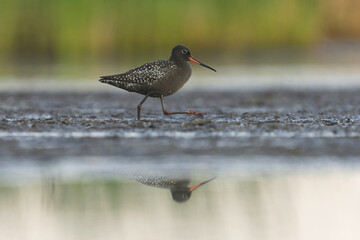 Spotted redshank (Tringa erythropus) looking for food in the wetlands in summer.	

