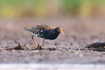 Ruff (Calidris pugnax) male feeding in the wetlands at dawn in summer.	