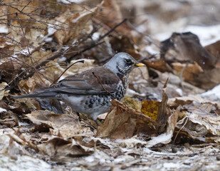 Fieldfare (Turdus pilaris) looking for food in the garden in snowfall in spring.