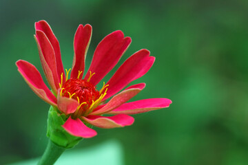 ping zinnia elegans flowers, macro photography, close up, plant.