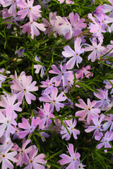 floral background, spring flowers in the grass,