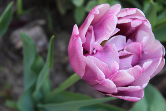 pink tulips in the garden, spring flowers pink tulips close-up