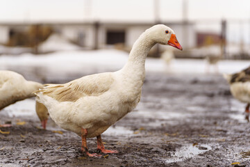 Geese is standing proudly on top of a lush green field, their feathers glistening