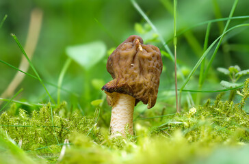 Fingerhutmorchel oder Fingerhutverpel (VERPA CONICA)