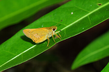 a brown butterfly (hesperiidae) in nature, macro photography, close up, insect.