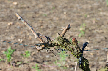 Pruned vine stock. Work in the vineyard. Copy space.
