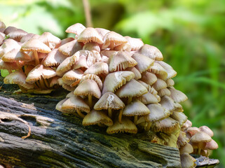 Zwergmürbling (PSATHYRELLA PYGMAEA)