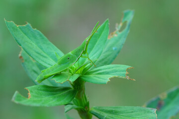 a grasshopper perched on a leaf, macro photography, close up, insect.