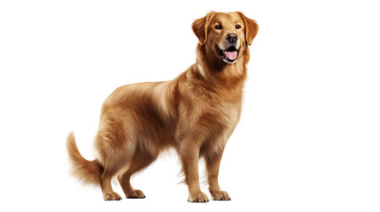 golden retriever isolated on white