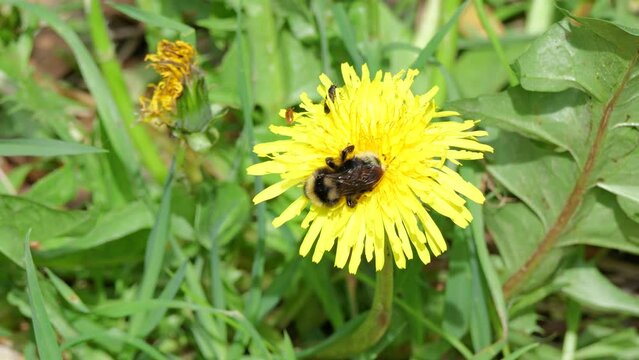 B&ouml;hmische oder Umherschweifende Kuckuckshummel (Bombus bohemicus) an L&ouml;wenzahnbl&uuml;te (Taraxacum)