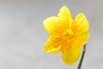 Yellow narcissus. Narcissus head. Six petals. Close-up. Copy space