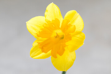 Flower. Yellow narcissus. Narcissus head. Six petals. Close-up. 	