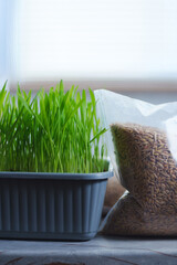 Fresh green grass, possibly intended for cats or growing microgreens. Flat lay. Vertical photo