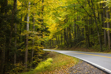 Fototapeta premium Road through the Autumn Woods