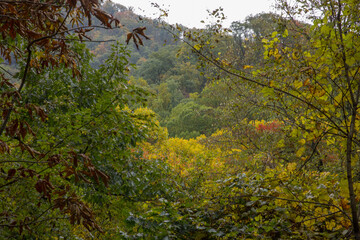 Autumn woods full of color