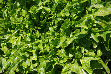Fresh green lettuce growing in a garden