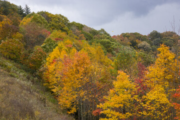 Fototapeta premium Autumn woods full of color