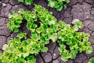 Seed shoots on the beds. Small plant sprouts. Micro-green. Healthy vegetables and herbs. Agriculture and horticulture.
