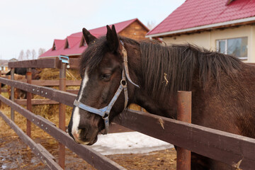 Brown horse is standing next to a sturdy wooden fence on a farm, showcasing the simplicity and...