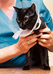 A cute black cat is examined by a veterinarian. 