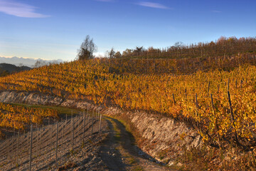 View on colorful vineyards of Langhe Roero Monferrato, UNESCO World Heritage in Piedmont, Italy. in...