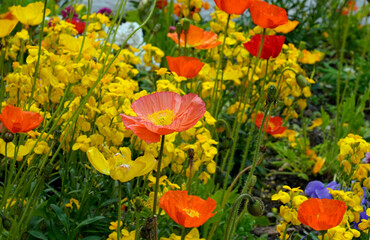 buntes Blumenbeet