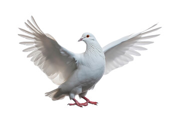 Harmony and Peace White Dove Symbolizing Serenity, Gracefully Perched on transparent background