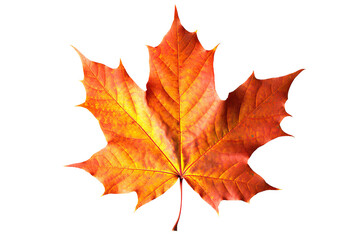Fototapeta premium Autumn Splendor: Vibrant Maple Leaf Showcasing the Beauty of the Fall Season. on transparent background