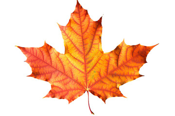 Autumn Splendor: Vibrant Maple Leaf Showcasing the Beauty of the Fall Season. on transparent background